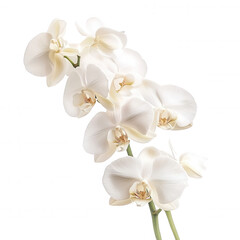 A delicate arrangement of white orchids displaying soft petals and intricate details, embodying elegance and beauty.