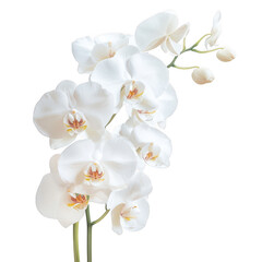 A delicate arrangement of white orchids showcasing elegant petals and buds.