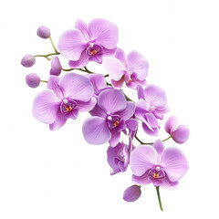 Obraz premium A vibrant cluster of purple orchids showcasing delicate petals and intricate details.