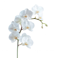 Fototapeta premium A delicate arrangement of white orchids with smooth petals and subtle yellow centers, showcasing their intricate beauty.