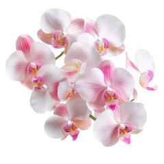 Obraz premium A vibrant cluster of pink and white orchids showcasing delicate petals and intricate details.
