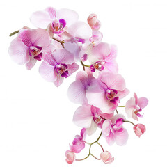 Obraz premium A cluster of elegant pink orchids showcasing vibrant petals and delicate structure.