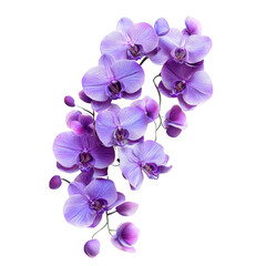 A cluster of vibrant purple orchids showcasing delicate petals and intricate details.