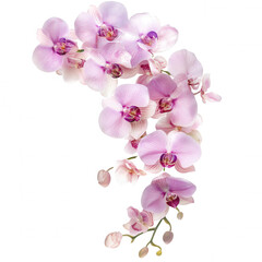 A cluster of delicate pink orchids with purple accents, showcasing intricate petals and buds.