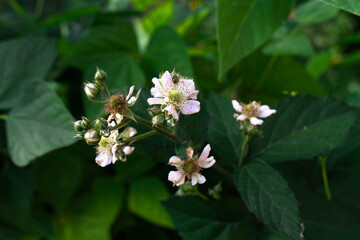 Delicate white blackberry flowers bloom amidst lush green foliage in a serene garden during summer.