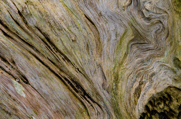 Close up of driftwood on the beach at Ballywalter County Down
