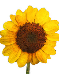 Sunflower watercolor with white background