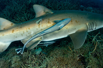 シロワニにつくコバンザメ　小笠原　東京都