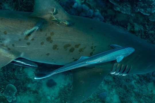 シロワニにつくコバンザメ　小笠原　東京都