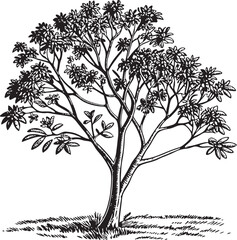 Obraz premium Cinchona Pubescens tree silhouette vector illustration