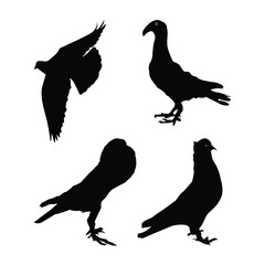 Set of pigeons black silhouettes illustration on white background Vol 03