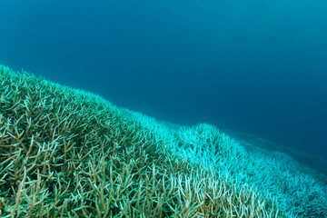 白化して死んだエダサンゴ　小笠原　東京都