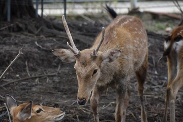 Reh Bock mit Baby