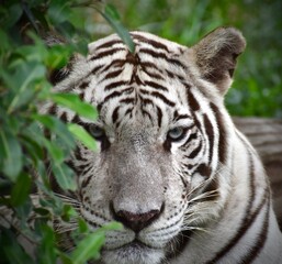 Weiß Tiger Porträt