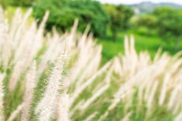 Macro photo of white grass flowers in the field