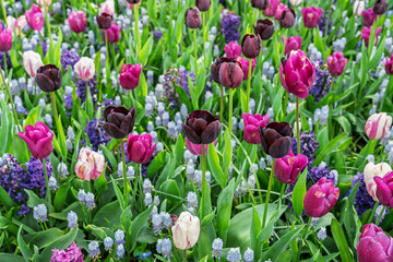 Photo of tulips in various colors and other flowers.