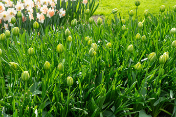 Photo of tulip buds planted in a garden