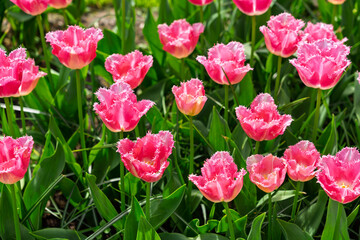 Photo of Pink Fringed Tulip in the garden.