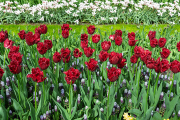 Photo of Red Fringed Tulip in the garden.