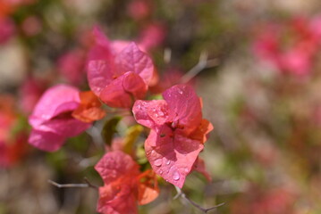 Obraz premium red rose flower