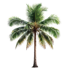 A tall palm tree with lush green fronds and a sturdy trunk. isolated on white background.