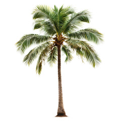 A tall palm tree with lush green fronds and a sturdy trunk. isolated on white background.