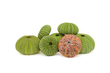 Exoskeletons of the common sea urchin