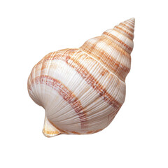 Obraz premium A beautiful spiral shell showcasing intricate patterns and a smooth texture, reflecting natural elegance. isolated on white background.