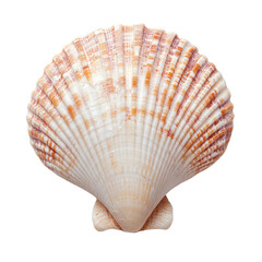 Obraz premium A beautifully detailed scallop shell with radiating ridges and a soft, creamy color, showcasing the natural elegance of marine life. isolated on white background.