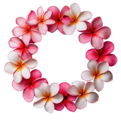Fototapeta premium A circular arrangement of pink and white plumeria flowers, showcasing their delicate petals and vibrant colors. isolated on white background.