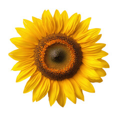 Fototapeta premium A vibrant sunflower with bright yellow petals surrounding a textured brown center. isolated on white background.