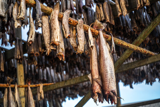 Traditional Norwegian stockfish (dried cod) hanging on wooden racks