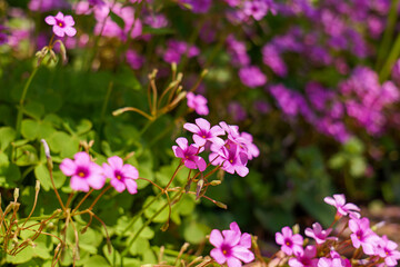 可憐なピンクの花