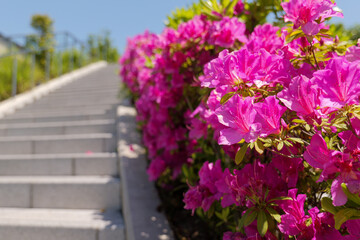 道端に咲いたつつじ