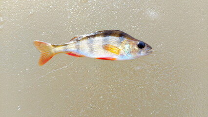 Perch lying on the ice during winter. the european perch (perca fluviatilis) on ice