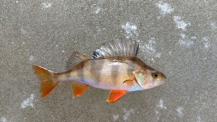 Perch lying on the ice during winter. the european perch (perca fluviatilis) on ice