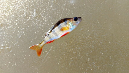 Perch lying on the ice during winter. the european perch (perca fluviatilis) on ice