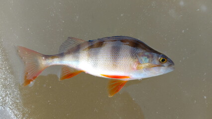 Perch lying on the ice during winter. the european perch (perca fluviatilis) on ice