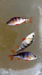 Perch lying on the ice during winter. the european perch (perca fluviatilis) on ice