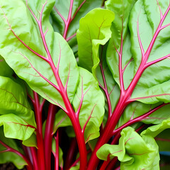 Obraz premium Beetroot green leaves background, vibrant and fresh