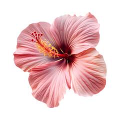 Hibiscus Caramel Flower Isolated on Transparent Background