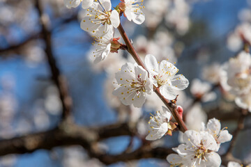 White flowers of the apricot tree. Spring flowering branches in the garden tree bud flower