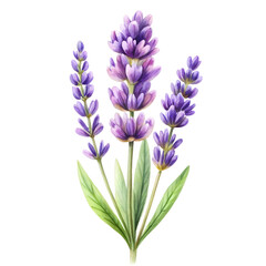 Naklejka premium Watercolor Lavender flower isolated on transparent background
