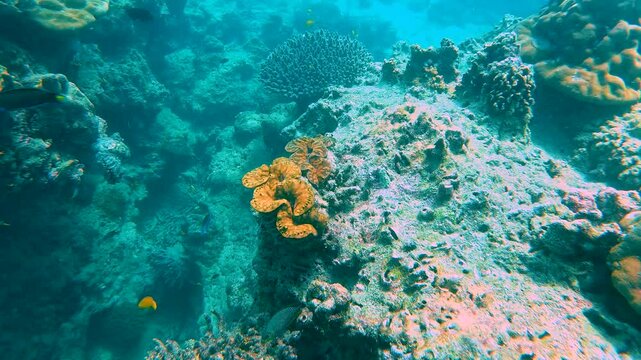 Life Tridacna gigas bivalve mollusk fish in the coral reef during low tide. Animals of the underwater sea world. Ecosystem. Colorful tropical fish