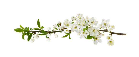 Spring early flowers and small green leaves on twig of berry tree isolated on white or transparent background