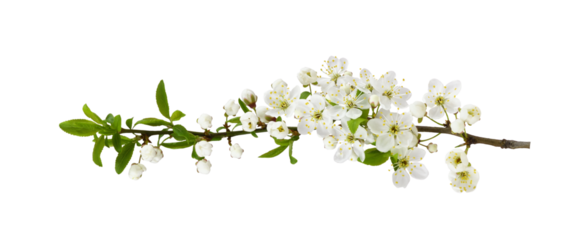 Spring early flowers and small green leaves on twig of berry tree isolated on white or transparent background