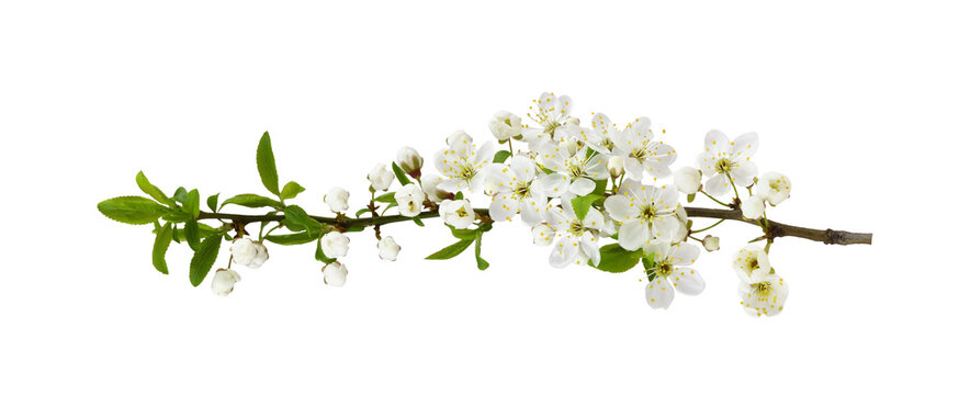 Spring early flowers and small green leaves on twig of berry tree isolated on white or transparent background - Powered by Adobe