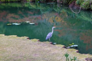 Serene Autumn Landscape with a Heron by the Reflective Pond