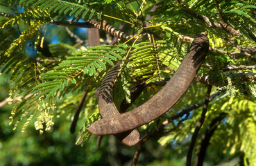 Delonix regia, flamboyant, gousse