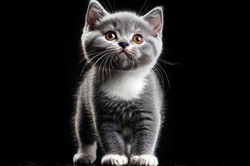 Obraz premium A close-up photo of a small gray kitten with striking orange eyes, sitting attentively and showing curiosity.